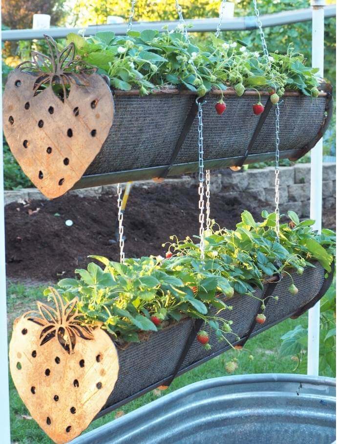 photo of hanging planters with strawberry-shaped end cap growing strawberries veritically