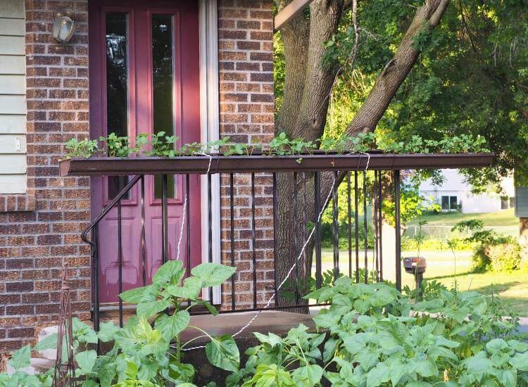 photo of repurposed gutter growing strawberries attached to railing