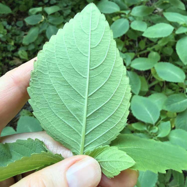 photo of jewelweed back of leaf