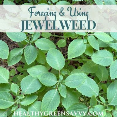 cover photo of jewelweed plants growing with title text overlay