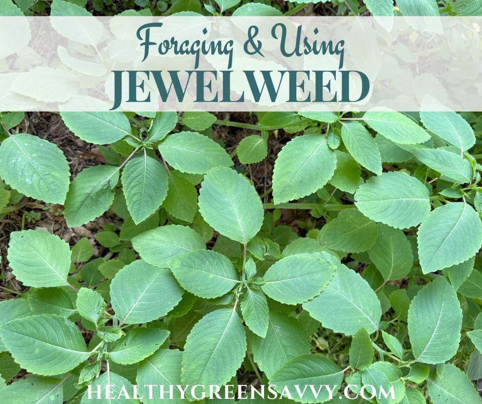 cover photo of jewelweed plants growing with title text overlay
