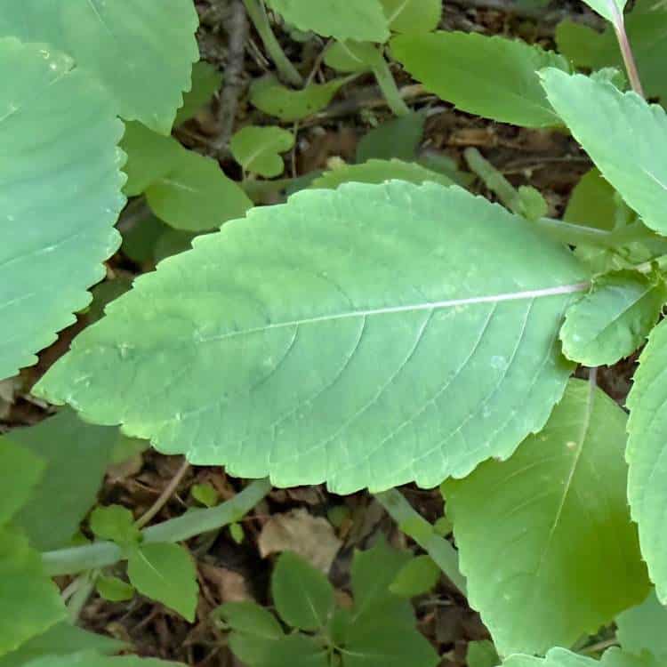 photo of jewelweed leaf