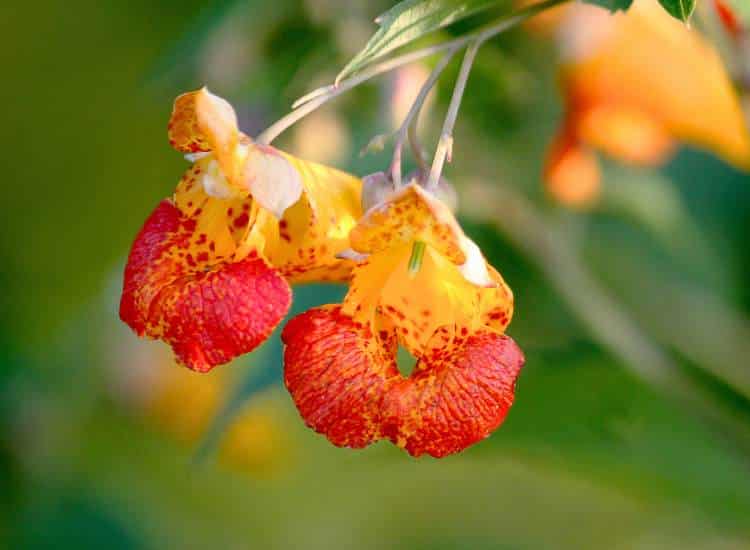 photo of orange jewelweed flower