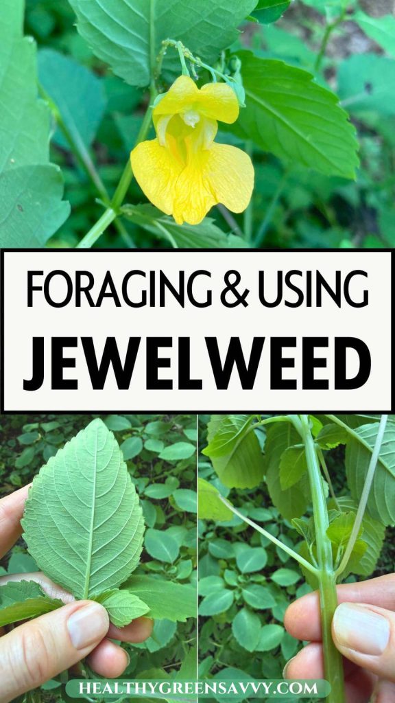 pin with photos of jewelweed flowe, leaf, and stem with title text
