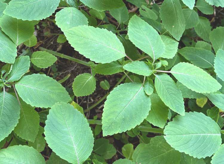 photo of jewelweed plant growing