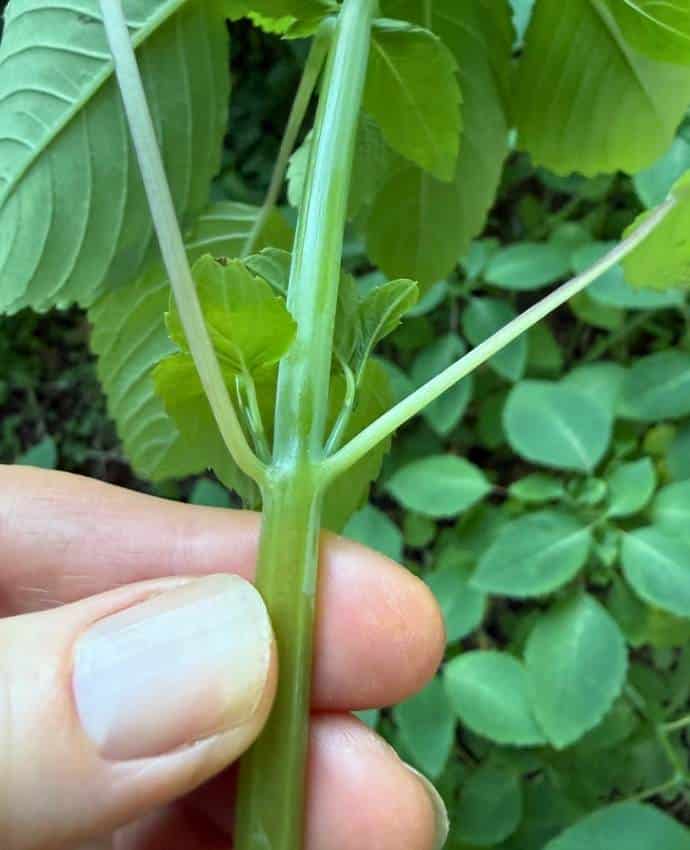 photo of jewelweed stem