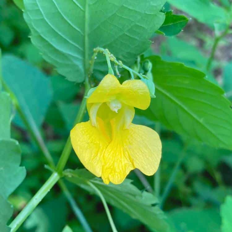 photo of yellow jewelweed flower