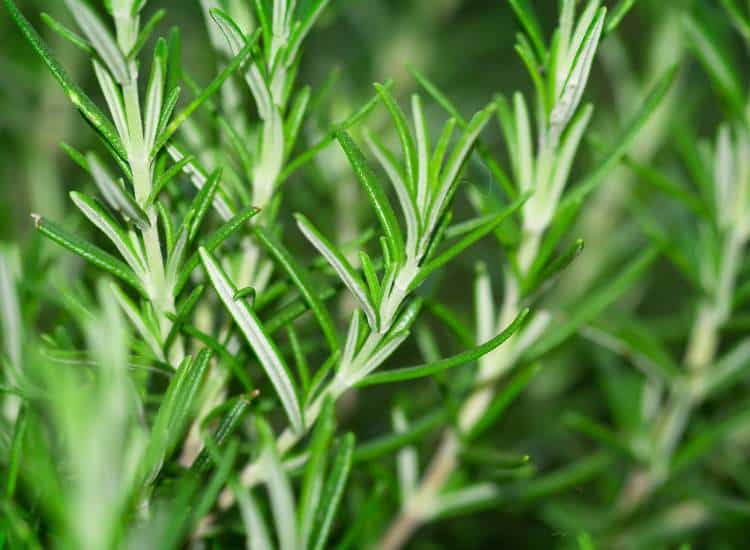 photo of rosemary growing by GPImages