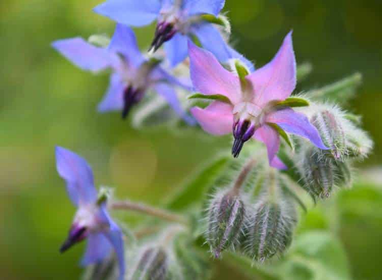 photo of borage flowers by NewWorldPics