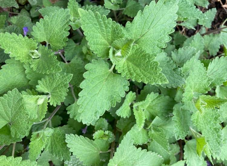 photo of catnip plant growing in my tea garden