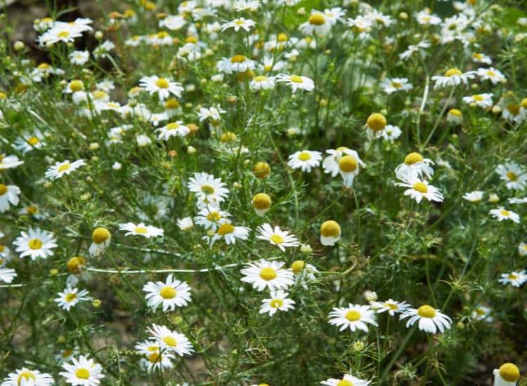 photo chamomile growing by Liudmyla