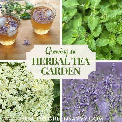 cover collage with photos of borage tea, tulsi growing, an elderflower umbel, and lavender growing with title text inset (Growing an Herbal Tea Garden)