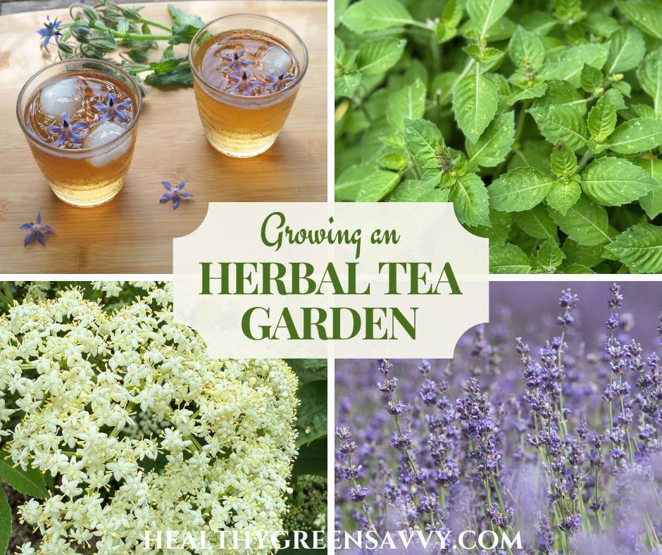 cover collage with photos of borage tea, tulsi growing, an elderflower umbel, and lavender growing with title text inset (Growing an Herbal Tea Garden)