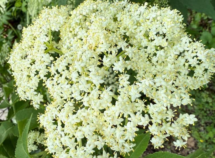 photo of elderflower blooming