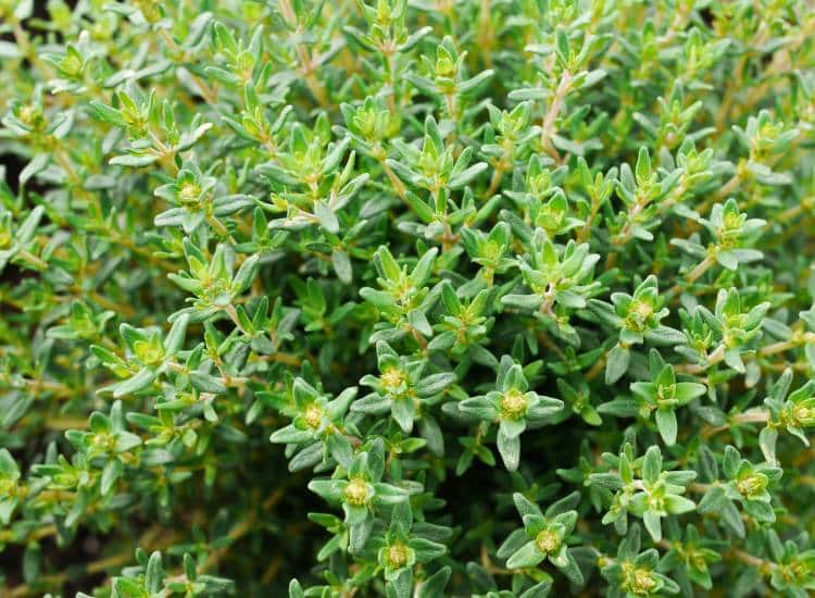 photo of thyme growing by snowflock