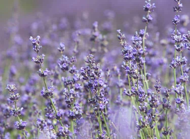 photo of lavender flowers blooming