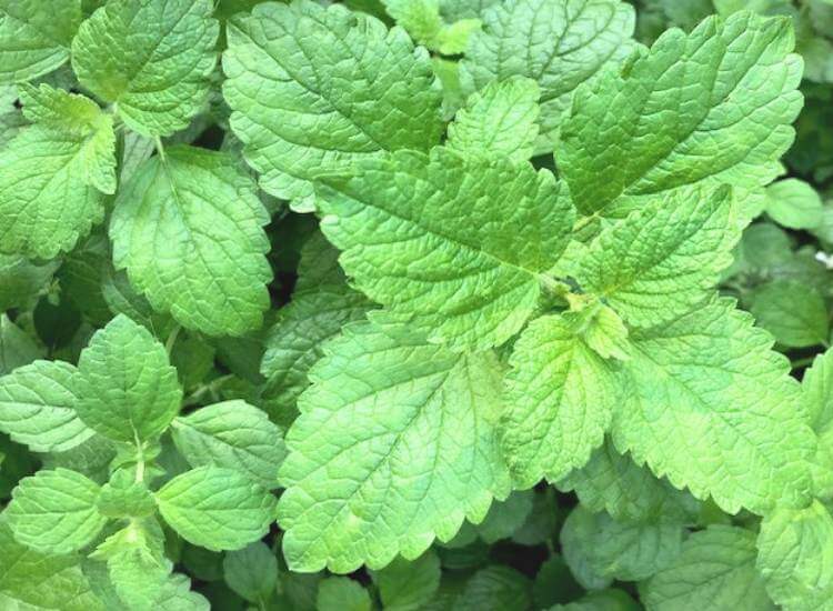 photo of lemon balm growing in my herbal tea garden