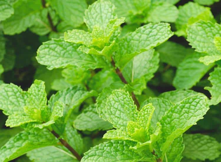 photo of mint growing