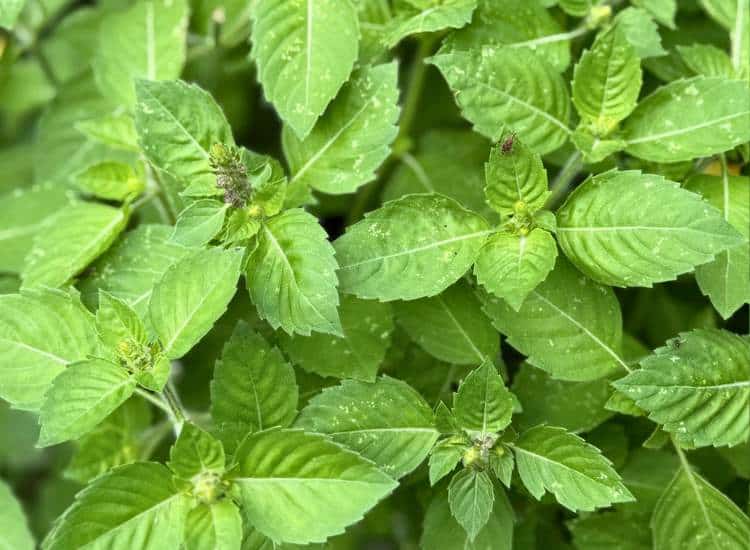 photo of tulsi plant growing in my herbal tea garden
