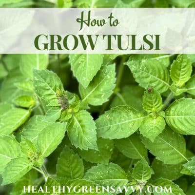 cover photo of tulsi growing in the garden with title text overlay (How to Grow Tulsi)