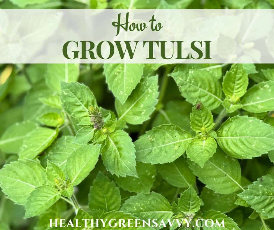 cover photo of tulsi growing in the garden with title text overlay (How to Grow Tulsi)