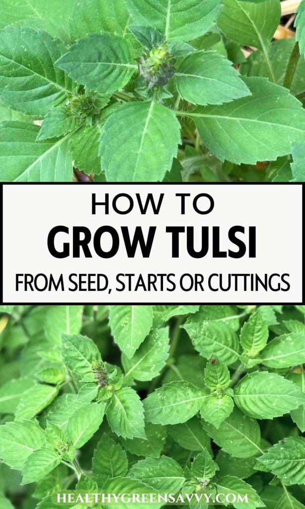 pin with photos of tulsi growing in the garden with title text overlay (How to Grow Tulsi)