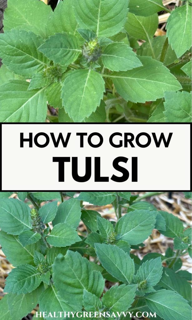 pin with photos of tulsi growing in the garden with title text overlay (How to Grow Tulsi)