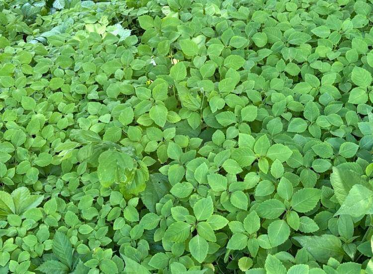 photo of hundreds of jewelweed plants growing in my yard