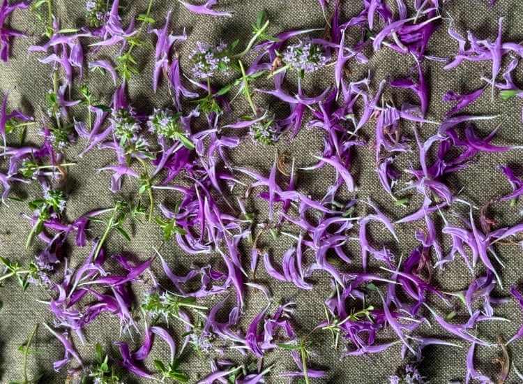 photo of bee balm petals and lemon thyme drying befoer going into herbal vinegars