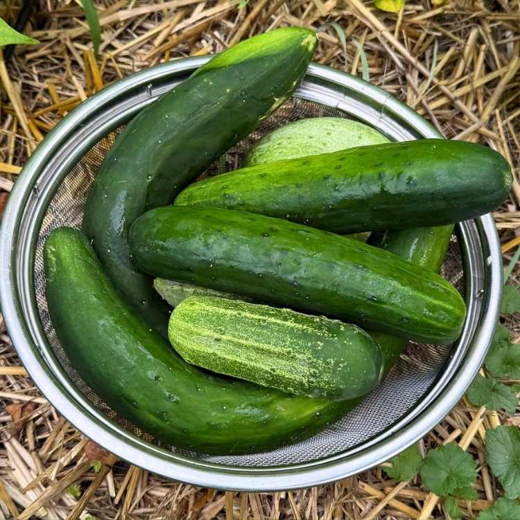 photo of surplus cucumbers used for cucumber water recipe in mesh strainer out in garden