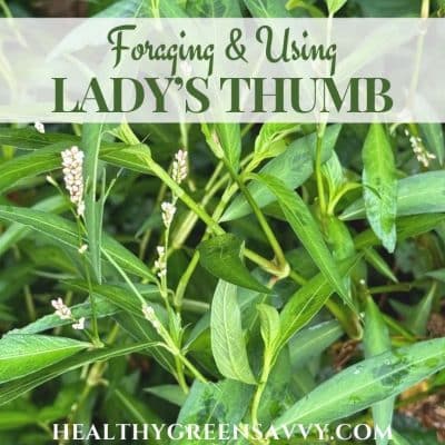 cover photo of lady's thumb (persicaria maculosa) growing in my garden plus title text overlay