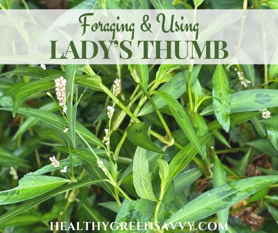 cover photo of lady's thumb (persicaria maculosa) growing in my garden plus title text overlay