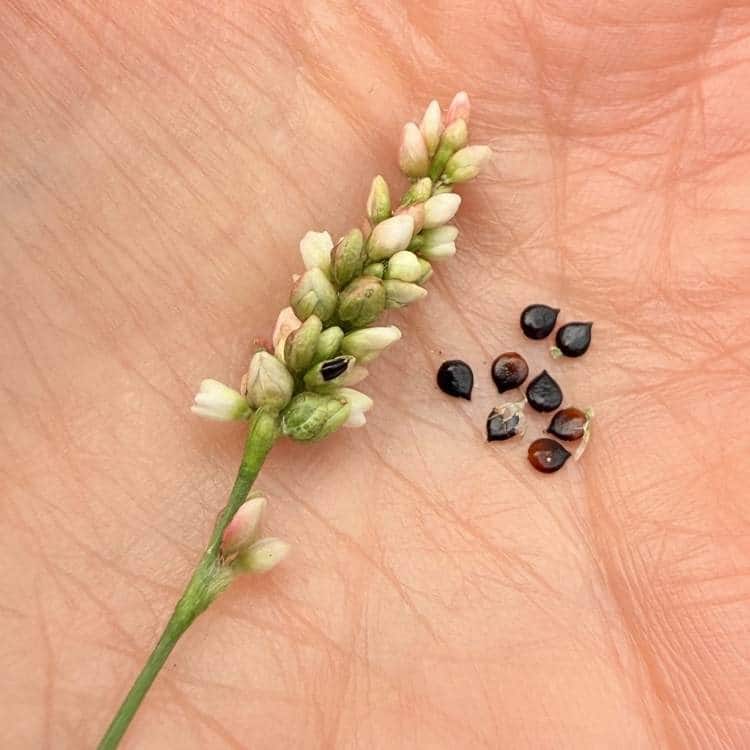 photo of lady's thumb flower with small black seeds in palm on hand