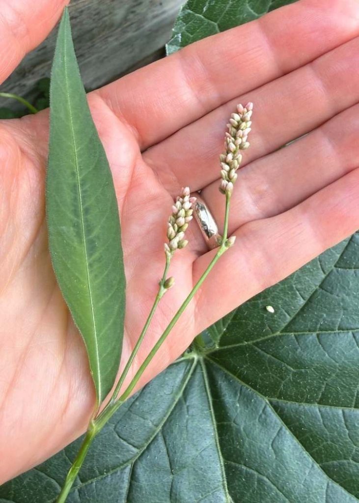 photo of lady's thumb flowers and leaf in palm