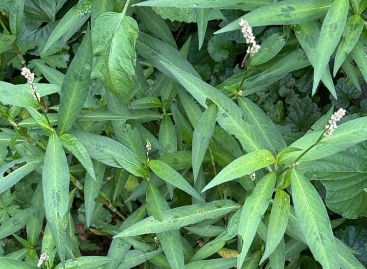 Lady's thumb (Persicaria maculosa) growing in my garden bed