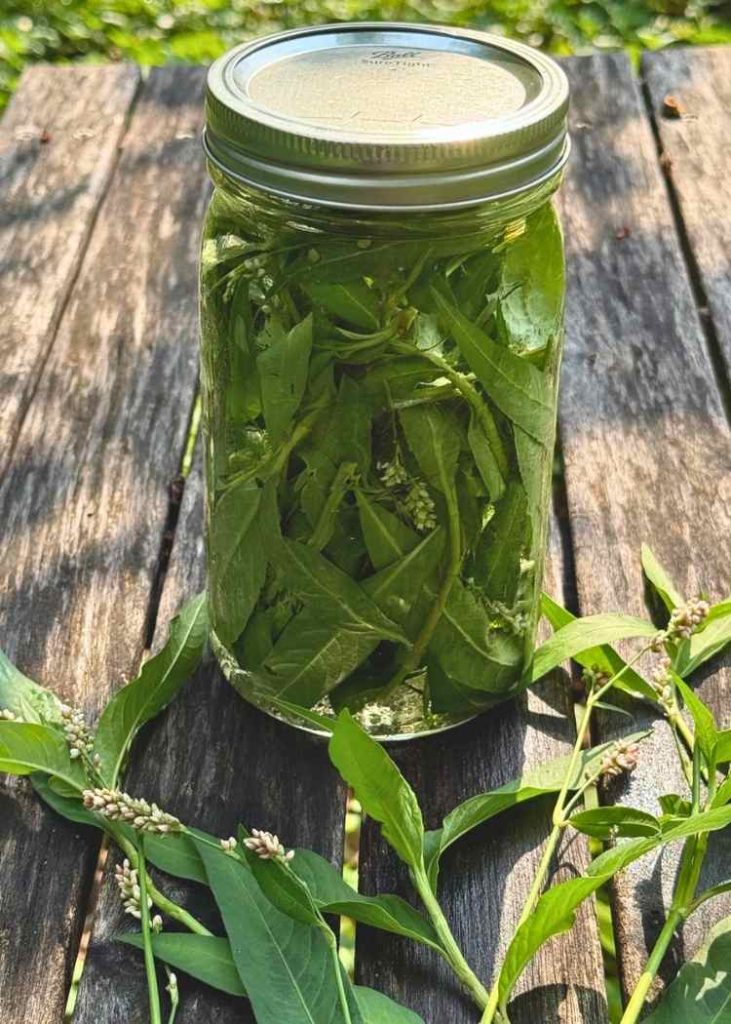 photo water infused with lady's thumb in jar