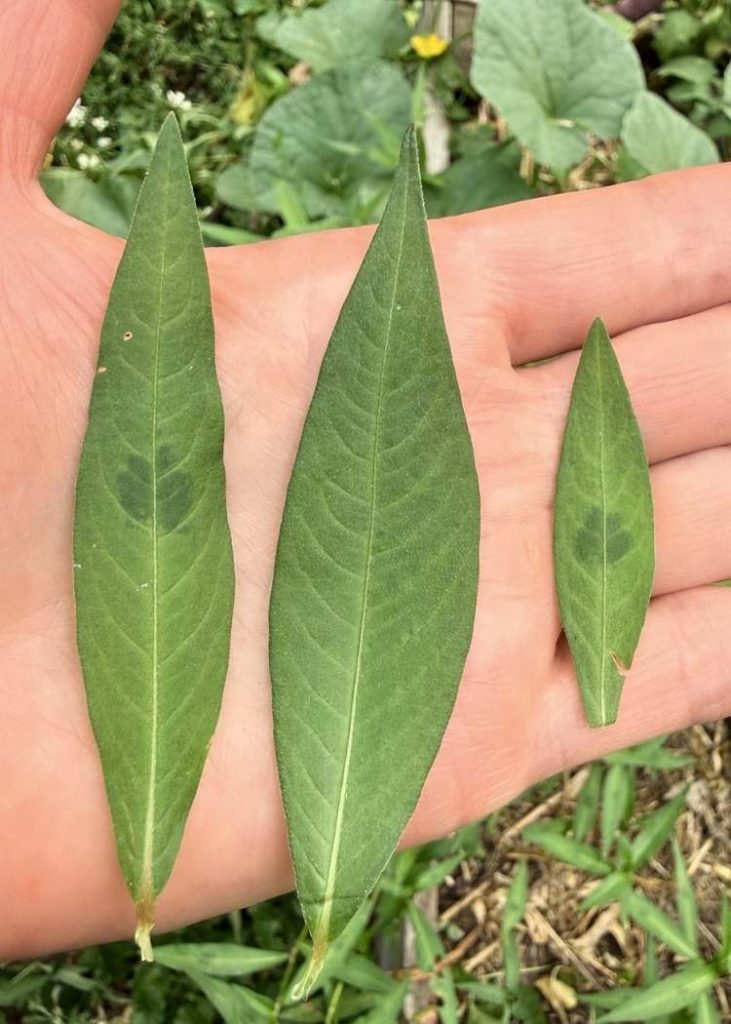 photo of three lady's thumb leaves in my palm to show different sizes and markings
