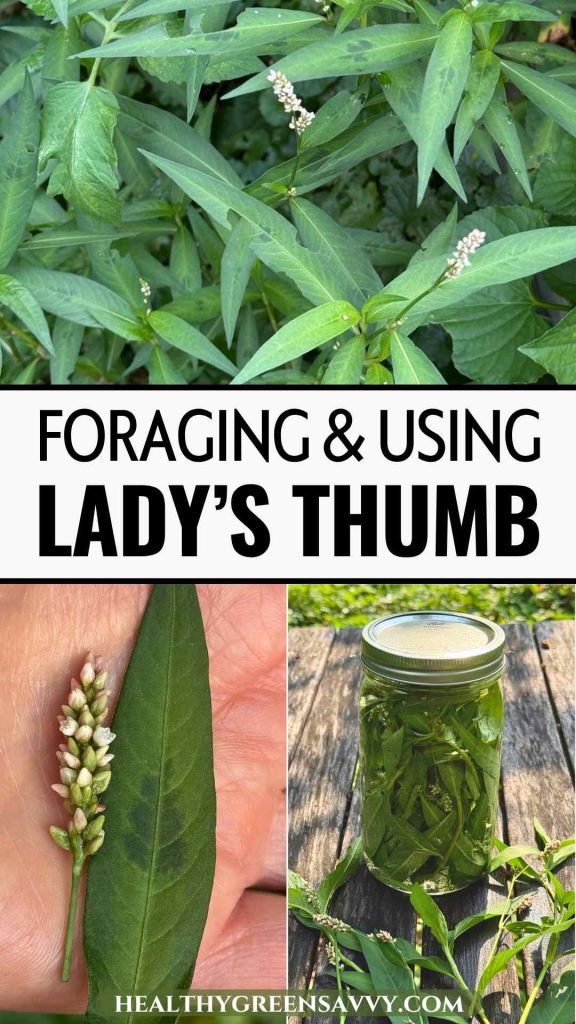 pin with photos of lady's thumb (persicaria maculosa) growing in my garden, a leaf and flower in palm of hand, and glass jar infusing leaves plus title text