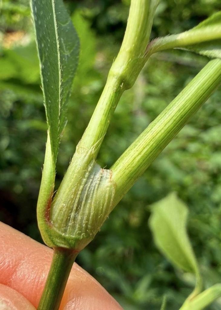 photo of paper covering on lady's thumb stem